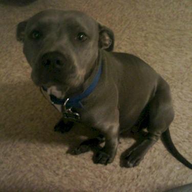 Hales Eyeces front Pit Bull.jpg